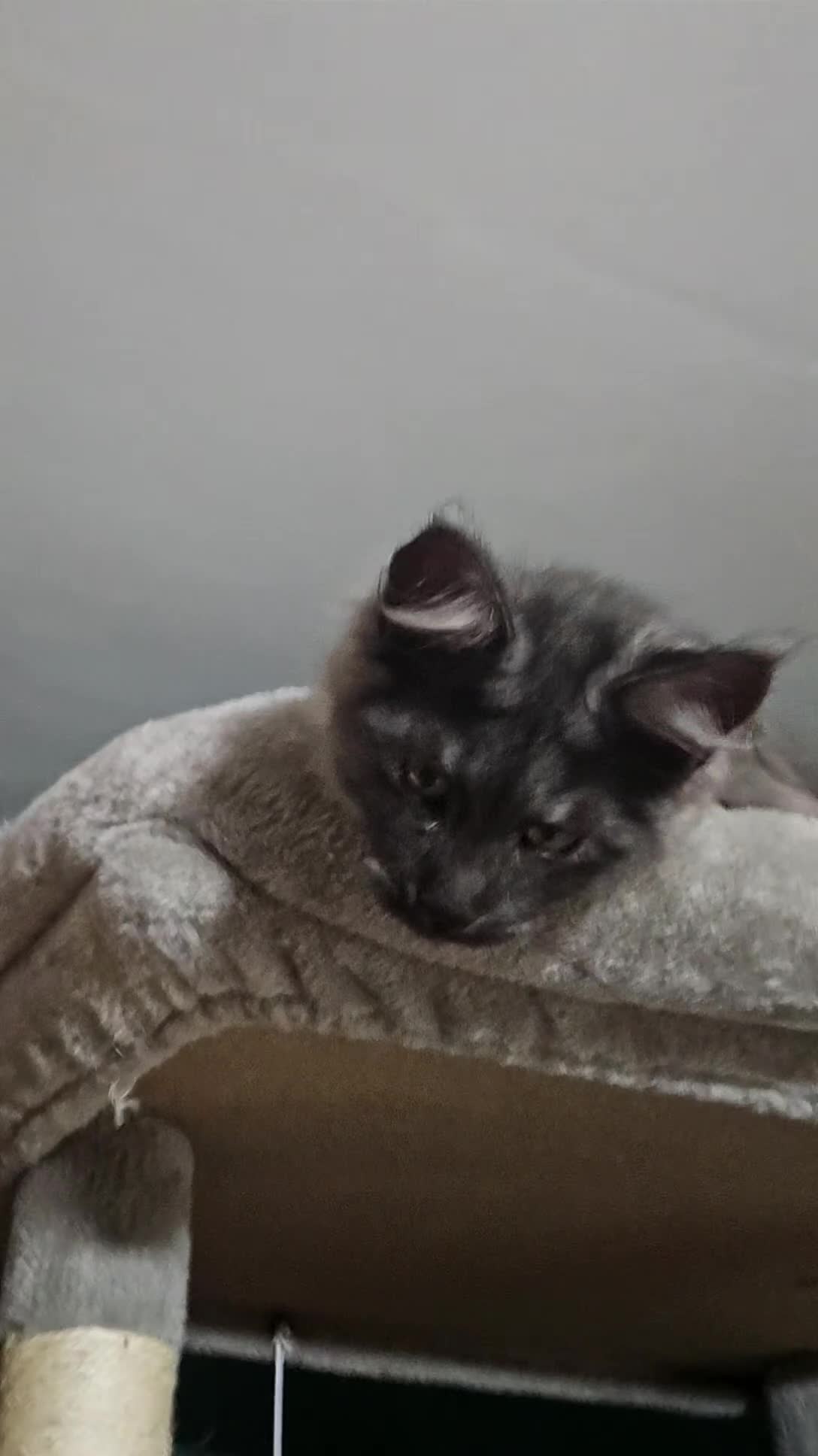 Maine Coon cats for sale: Purebred mainecoon - Video 1