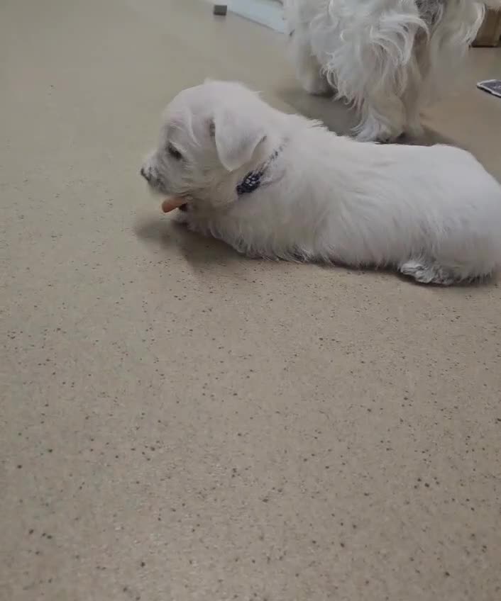 West Highland Terrier dogs for sale: Available now! - Video 1