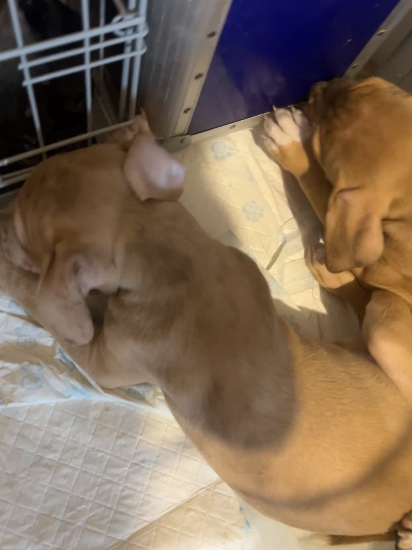 Mastiff dogs for sale: Mastiff X Puppies Looking for Forever Homes - Video 1