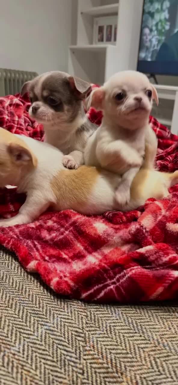 Chihuahua dogs for sale: KC registered chihuahua amazing green eyes  - Video 5