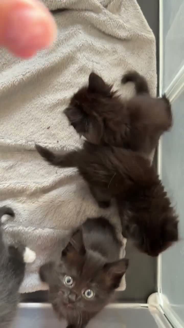 Mixed Breed cats for sale: Fluffy Half Ragdoll/Half Tuxedo Kittens🐾 - Video 2