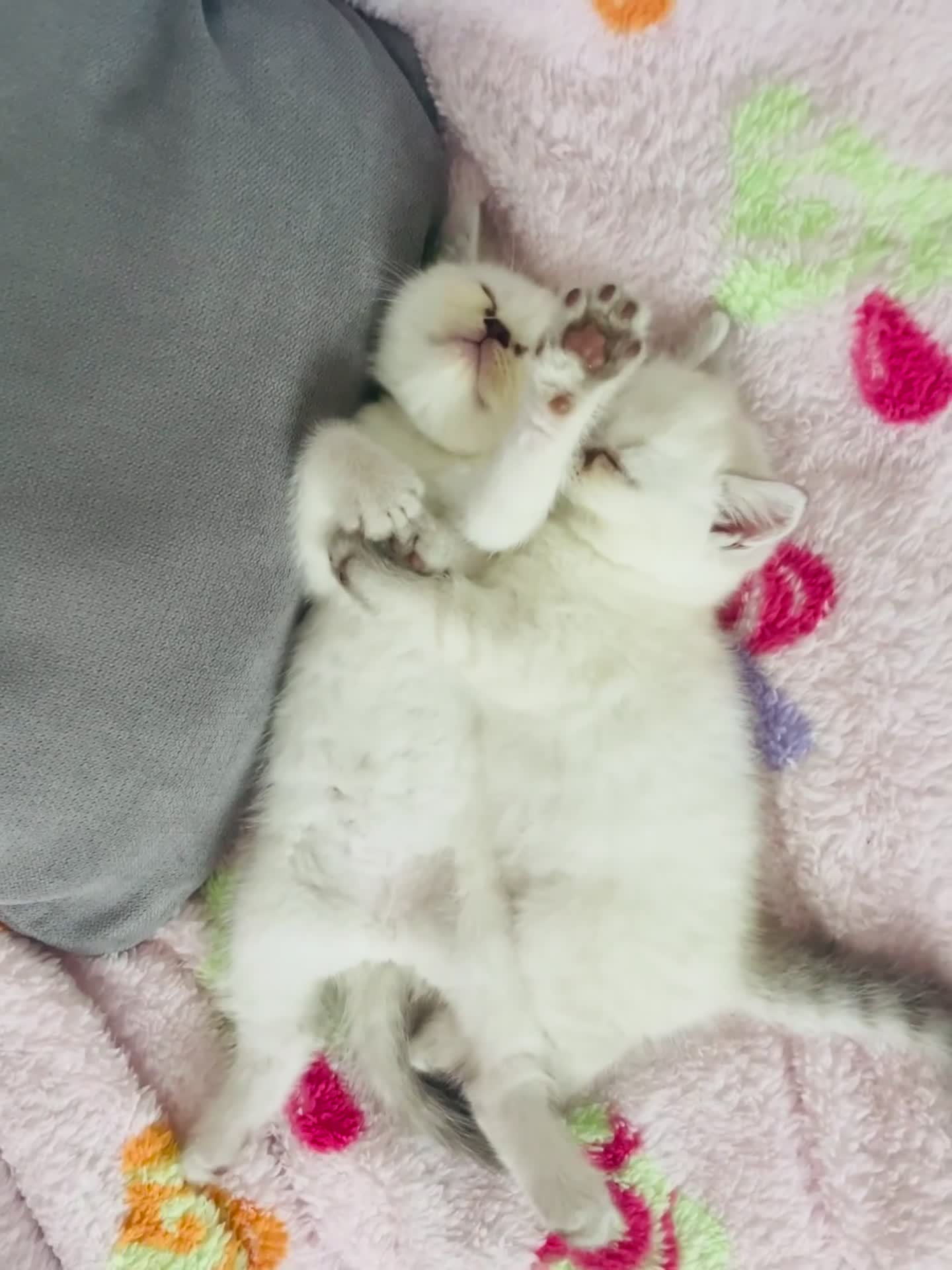 Scottish Fold cats for sale: Gold White Scottish Straight Rare Kitten  - Video 1