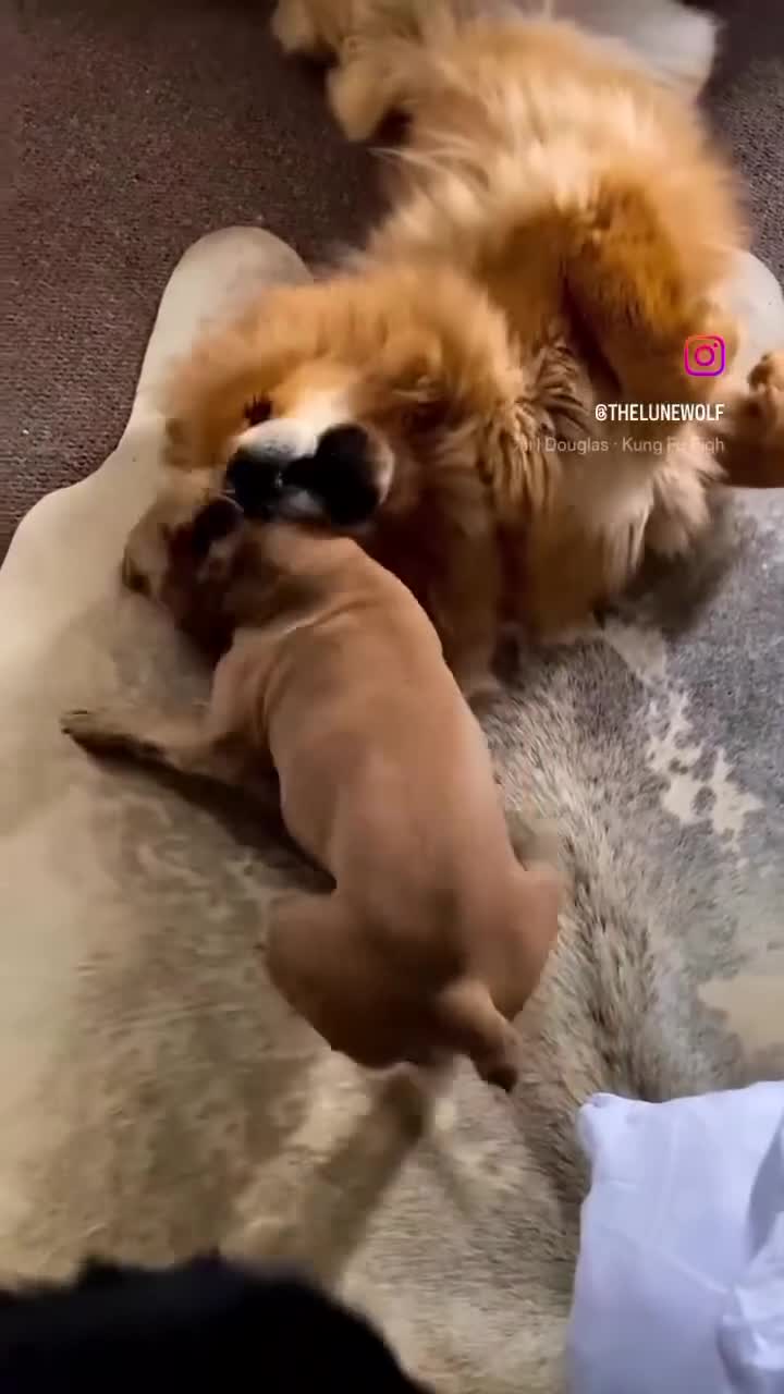 Tibetan Mastiff dogs for sale: Tibetan Mastiff Gentle Giants Champion Bloodlines  - Video 4