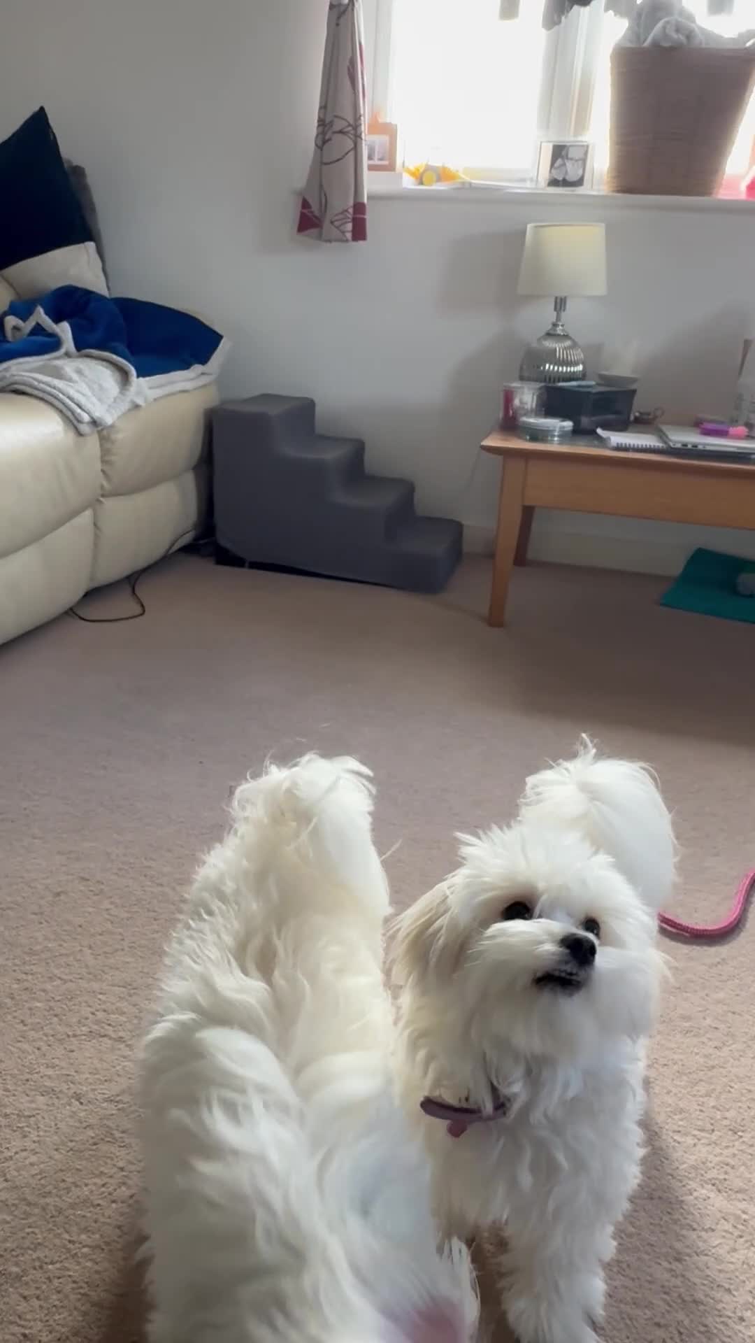 Maltese dogs for sale: 5 generation KC registered Maltese - Video 1