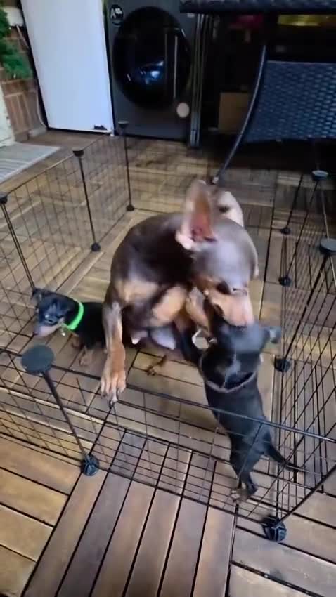 Miniature Pinscher dogs for sale: Miniature Pinscher Puppies–Healthy&Well Socialised - Video 1