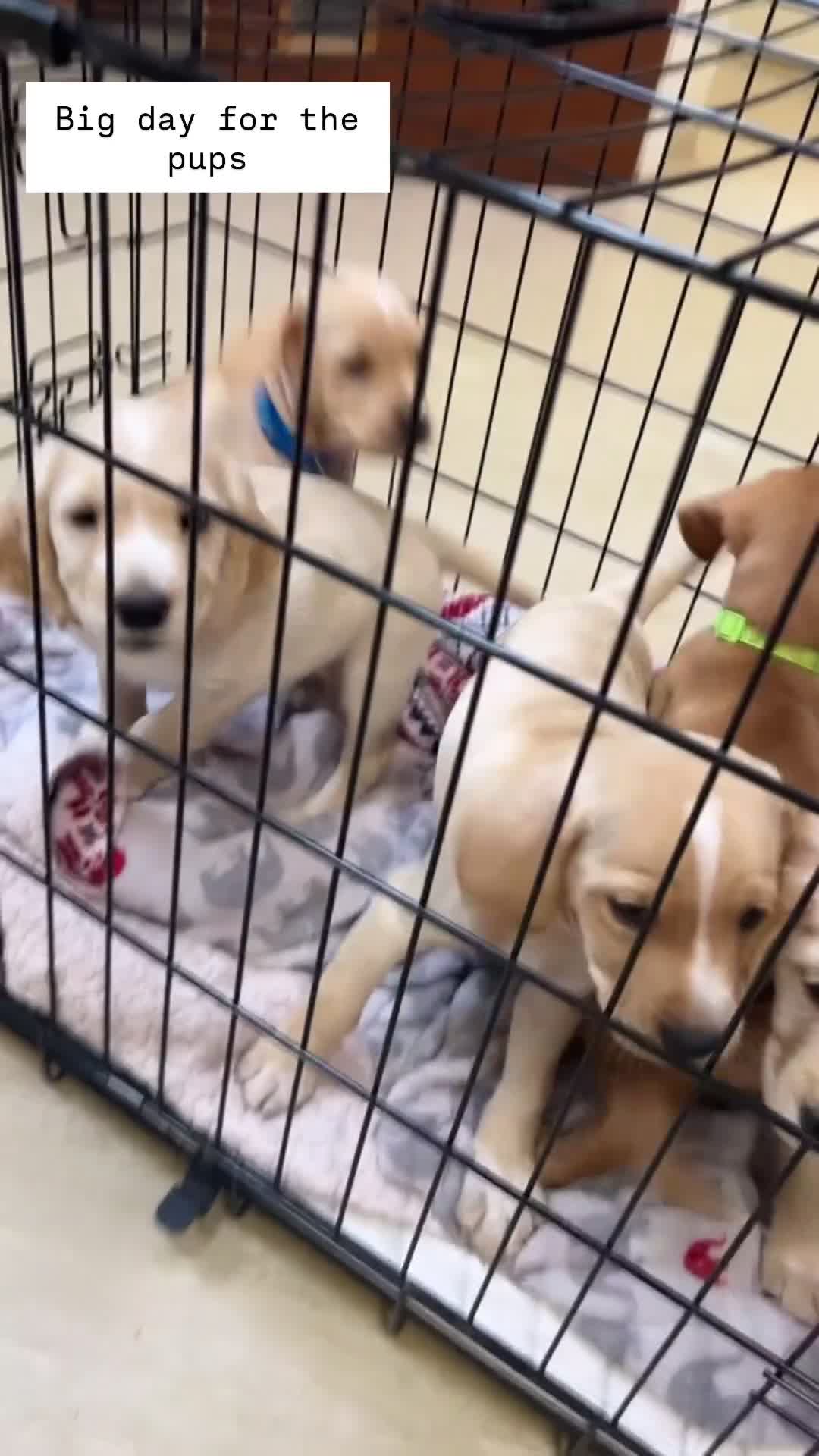 Cocker Spaniel dogs for sale: REDUCED, 2 LEFT. READY NOW! Cocker Spaniel mix - Video 1