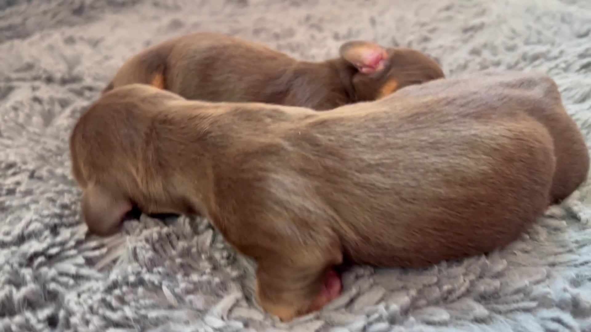 Miniature Dachshund dogs for sale: KC Miniature Dachshund puppies - Video 2