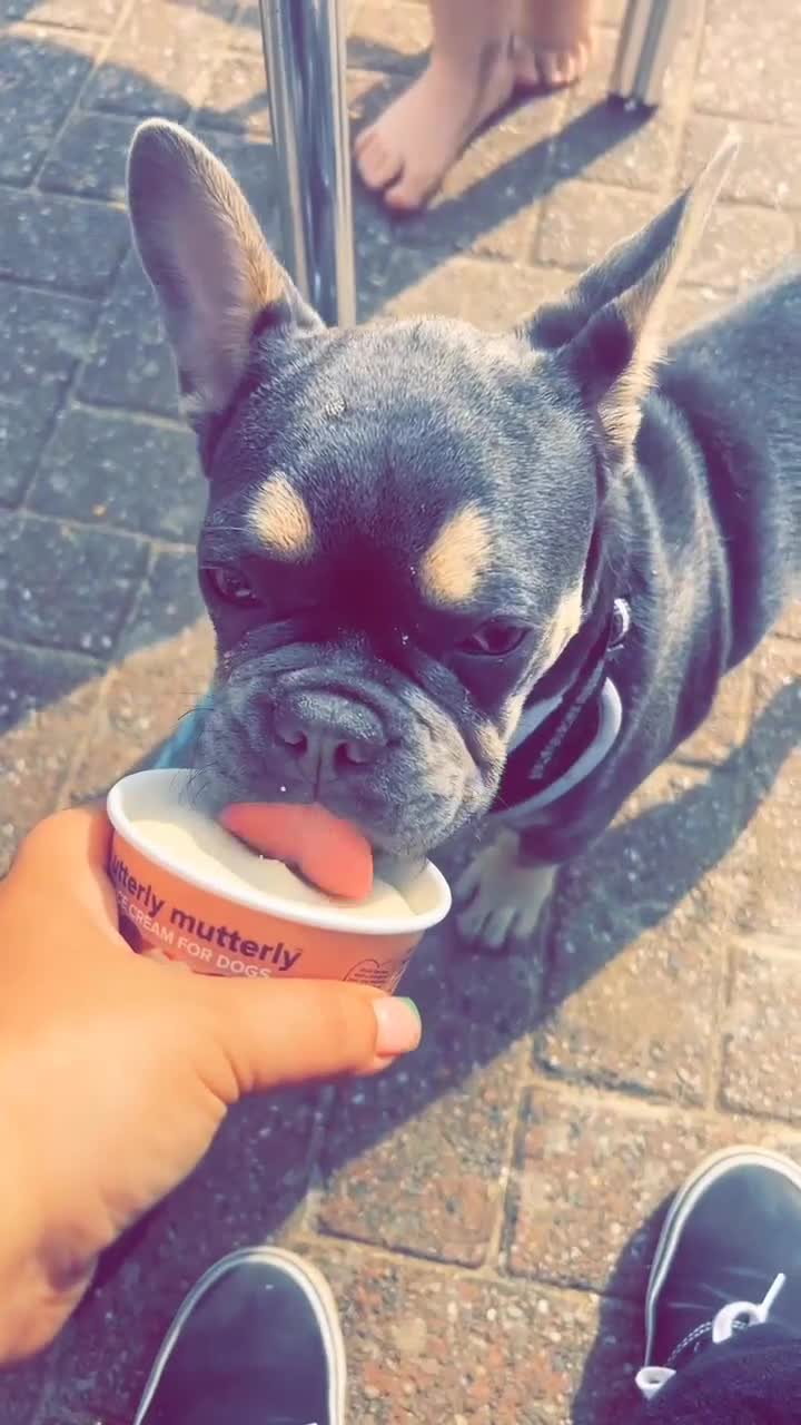 French Bulldog dogs for sale: Pedigree French Bulldog  - Video 1