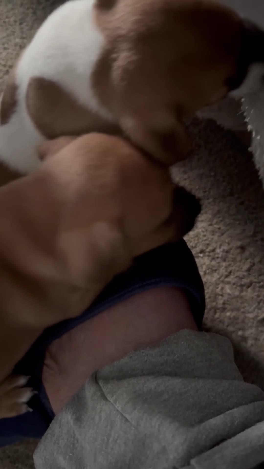 Jack Russell dogs for sale: Jack Russell girl puppy’s available  - Video 1