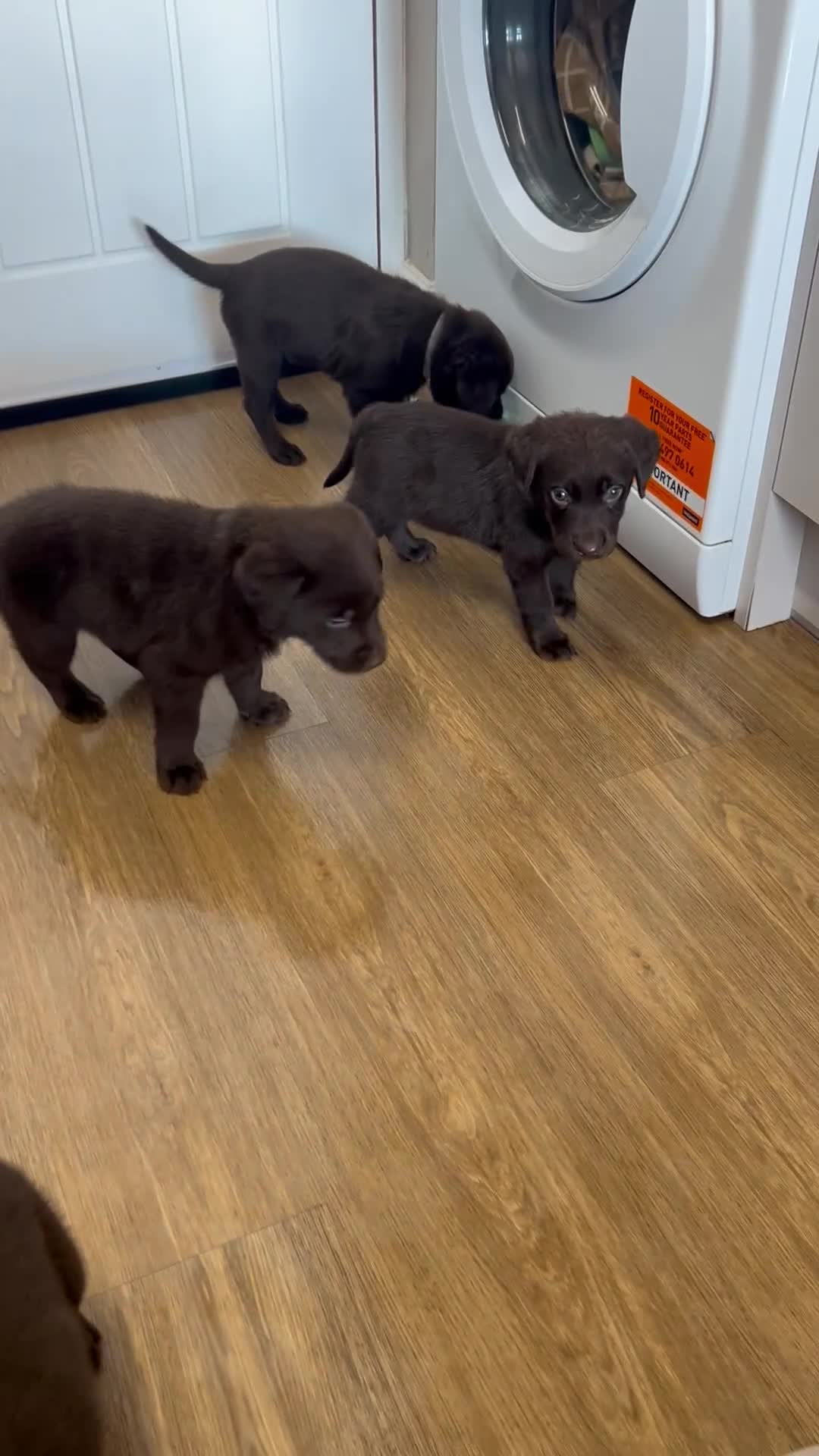 Labrador Retriever dogs for sale: Chunky chocolate labradors  - Video 1