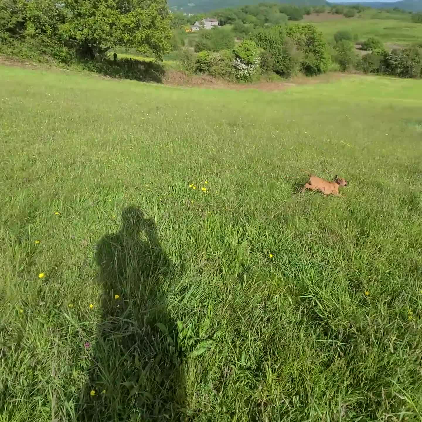Rhodesian Ridgeback dogs for sale: Gentlemen of the Savanna. - Video 1