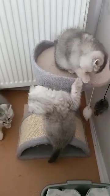 British Shorthair cats for sale: Chunky kittens for sale  - Video 3