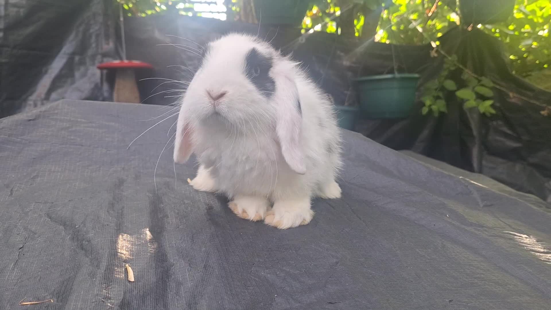 Mini Lop rabbits for sale: Beautiful purebred mini lop eared kits  - Video 1