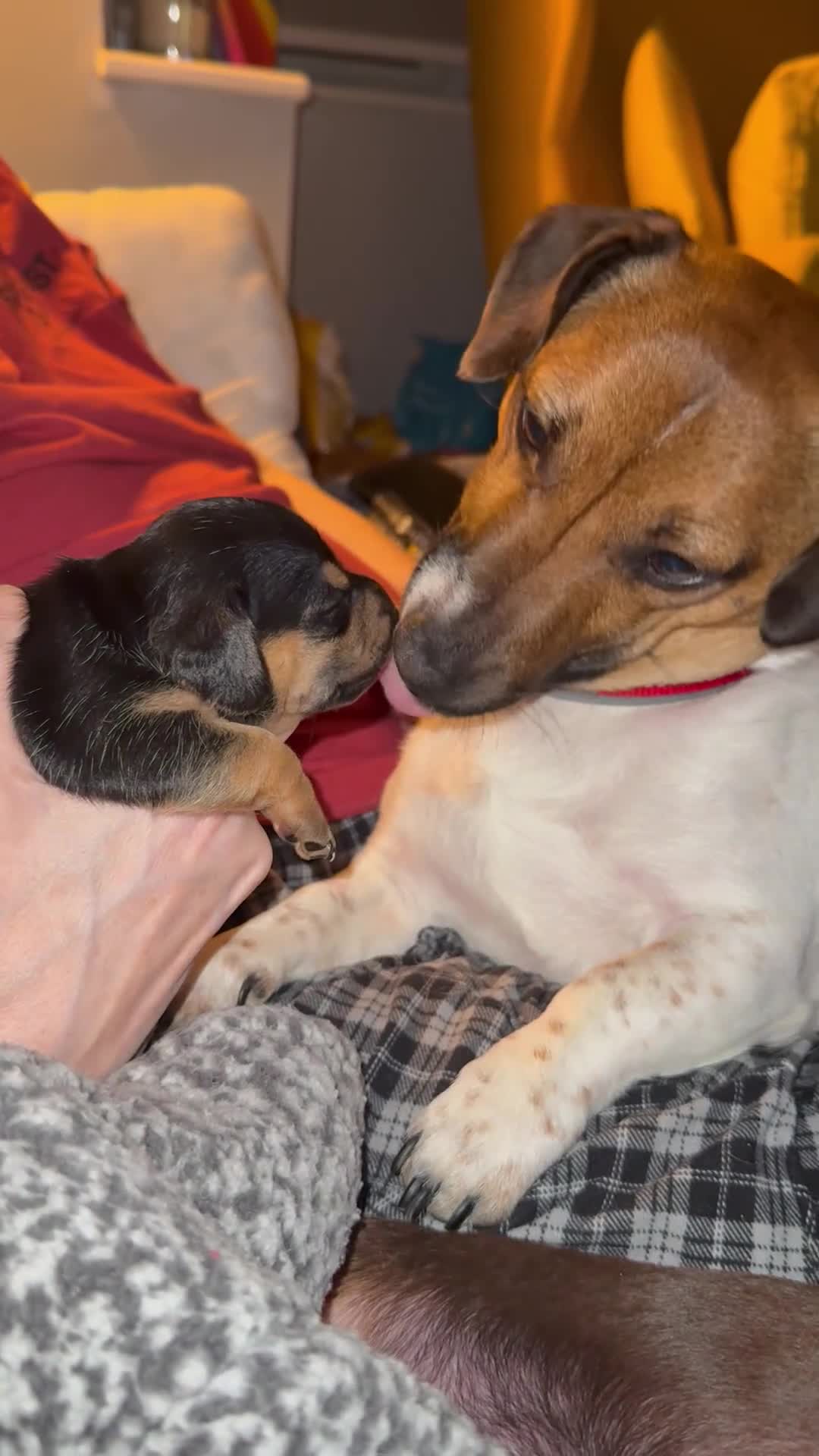 Jackshund dogs for sale: Gorgeous Jackshund boy in Mirfield - Video 2