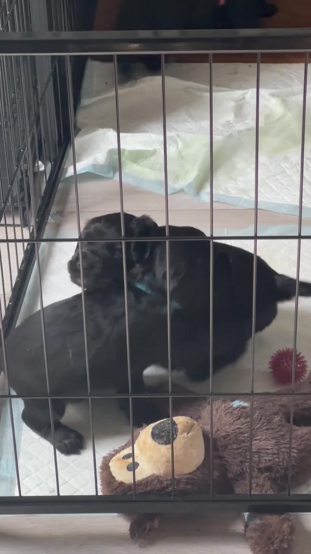 Cocker Spaniel dogs for sale: Beautiful KC Cocker Spaniel Pups - Black - Video 2