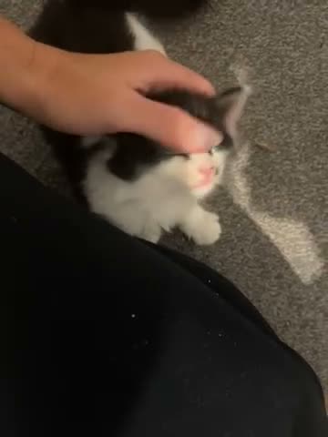 Mixed Breed cats for sale: Ginger, tuxedo and calico kittens - Video 2