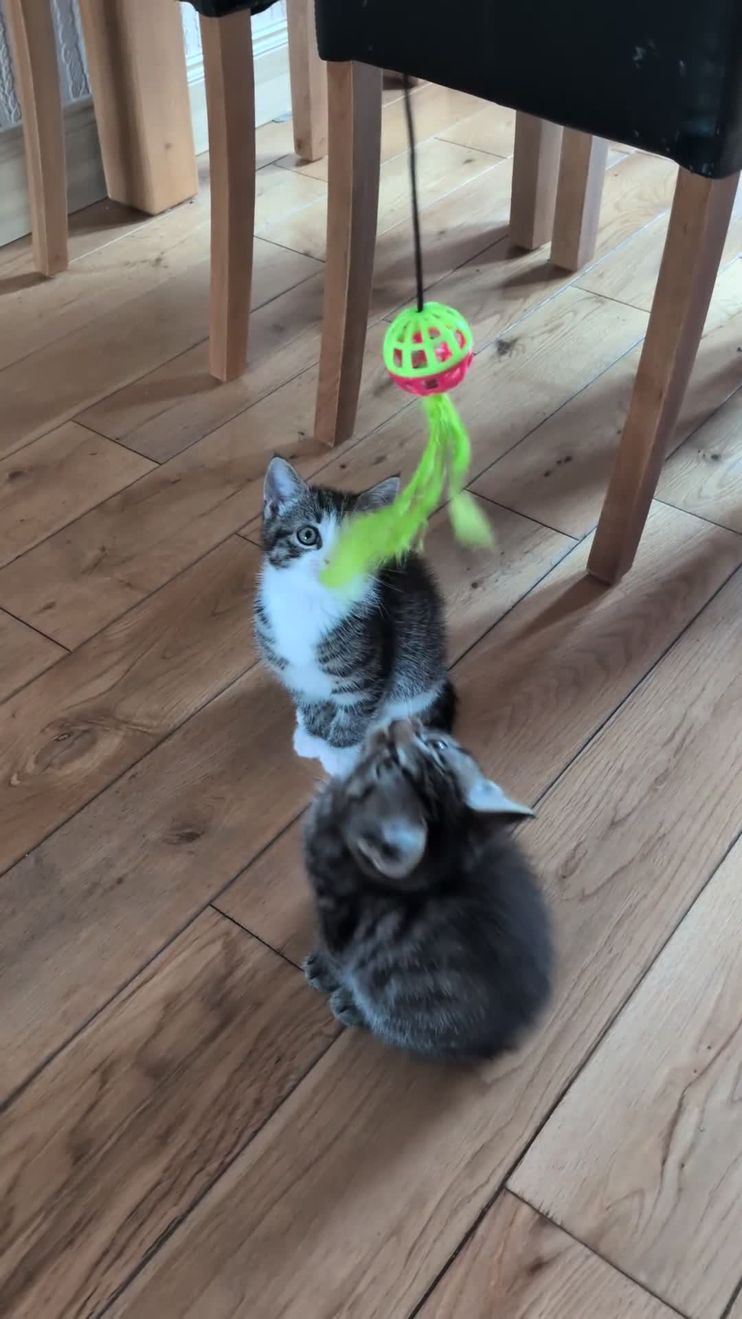 Mixed Breed cats for sale: 4 kittens  - Video 1