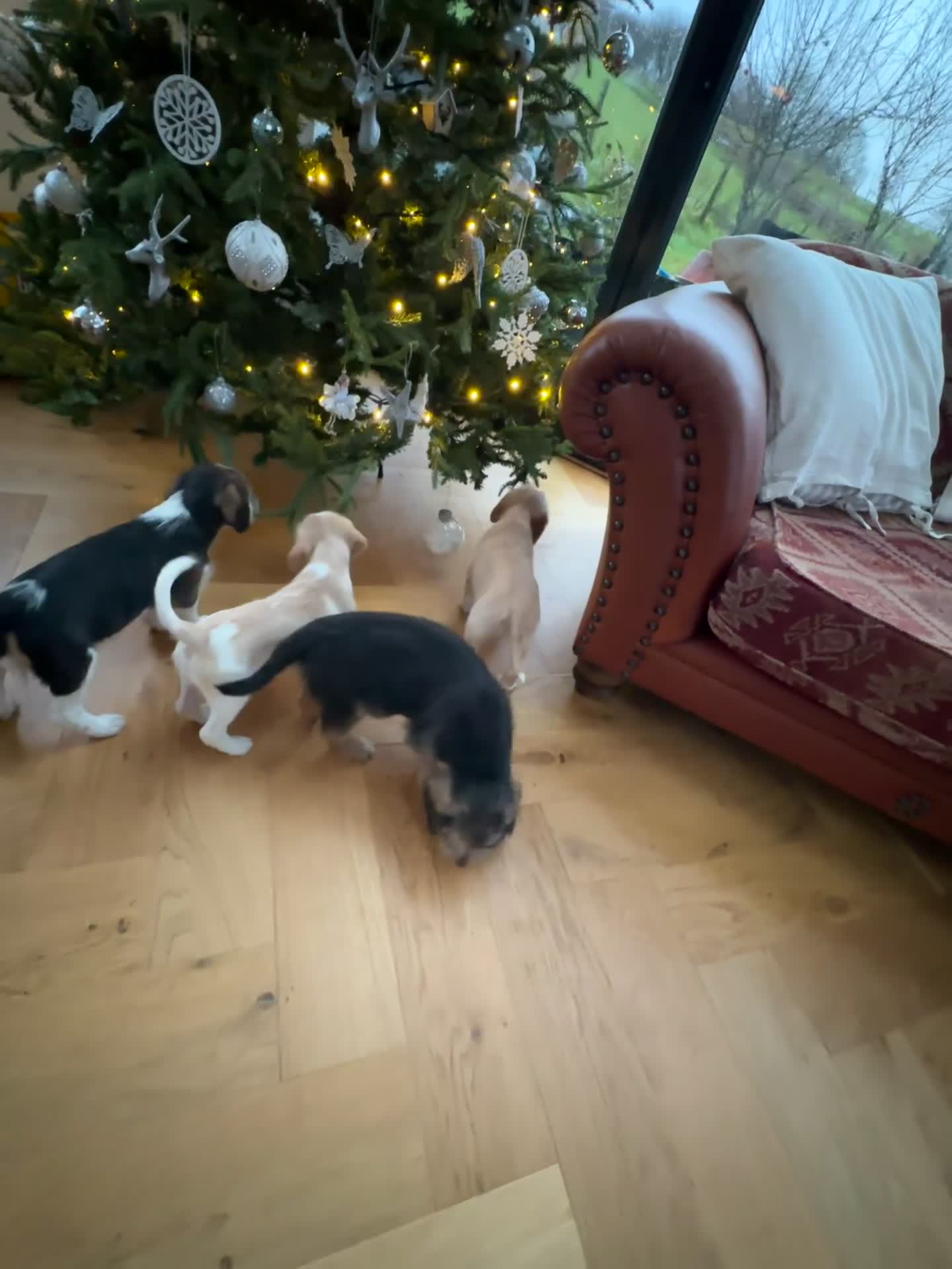 Mixed Breed dogs for sale: Beautiful Beagle X Cavapoo Puppies.  - Video 5