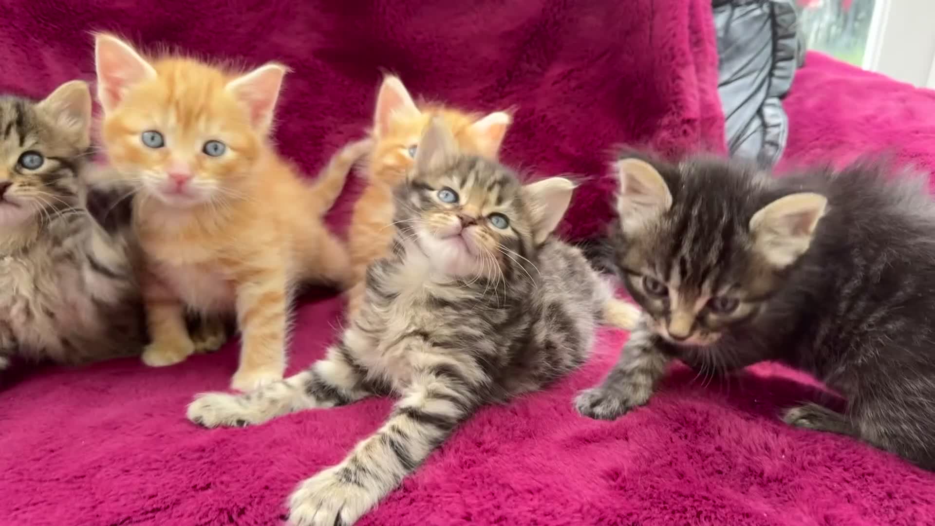 Mixed Breed cats for sale: Beautiful kittens 😻 - Video 1