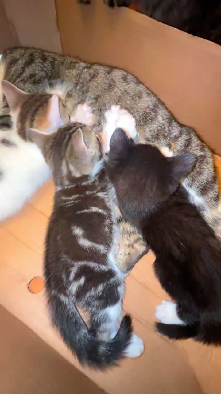 Mixed Breed cats for sale:  Gorgeous Kittens Looking for Their Forever Homes  - Video 1
