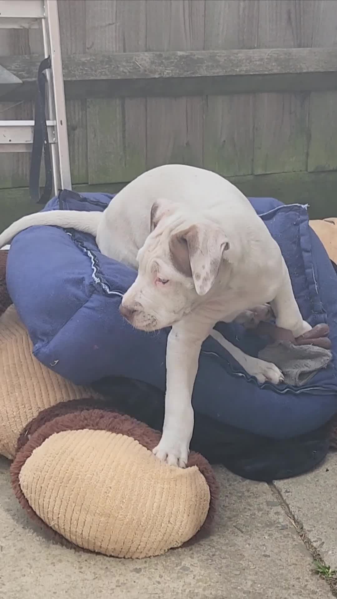 Mixed Breed dogs for sale: Beautiful Bully Mix pups ‼️Reduced‼️ in Dagenham - Video 1