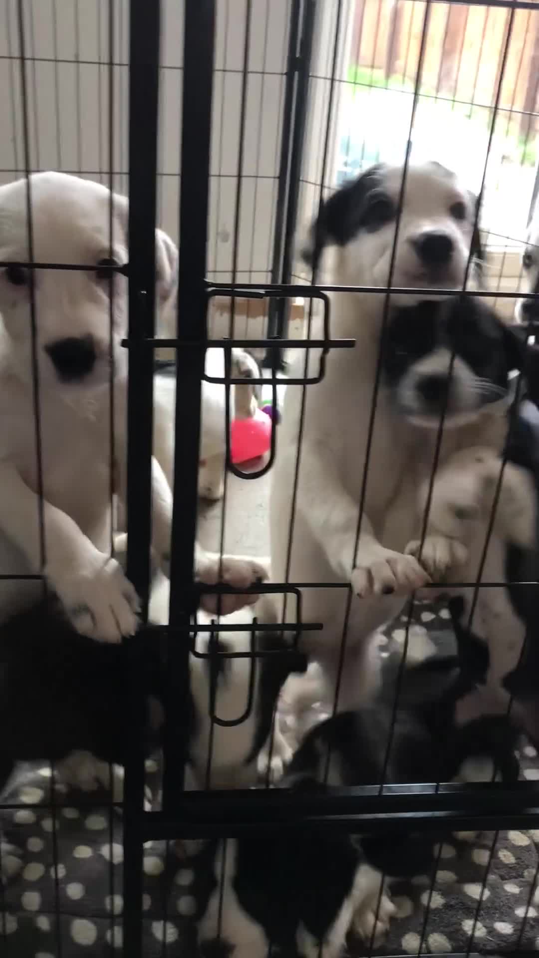 Mixed Breed dogs for sale: Border collie x Cockapoo  - Video 5