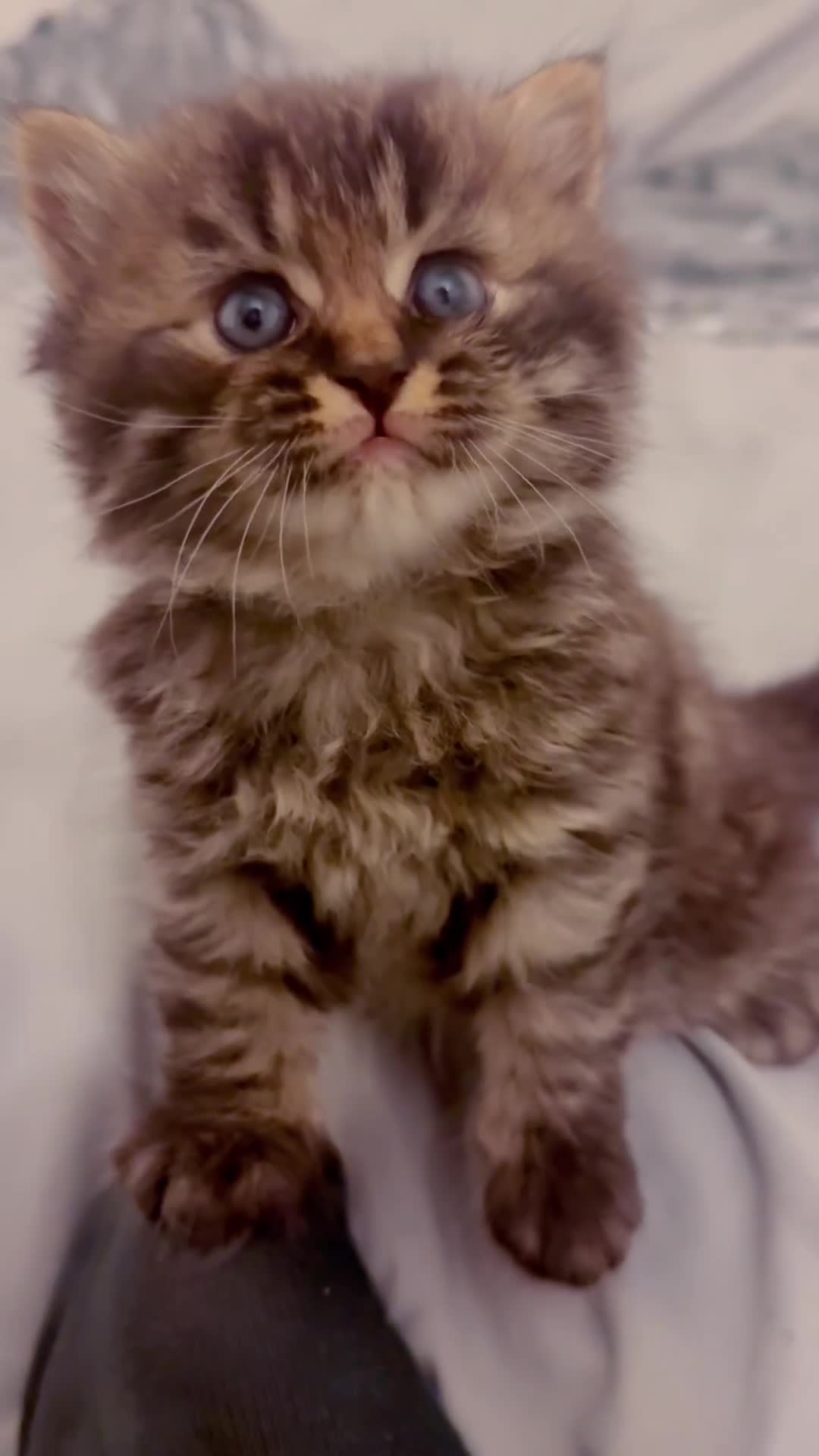 British Shorthair cats for sale: Gorgeous Fluffy British Shorthair Mix Kitten - Video 2