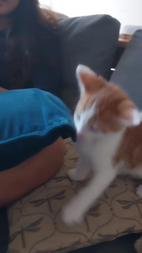 Mixed Breed cats for sale: KITTEN - Video 1