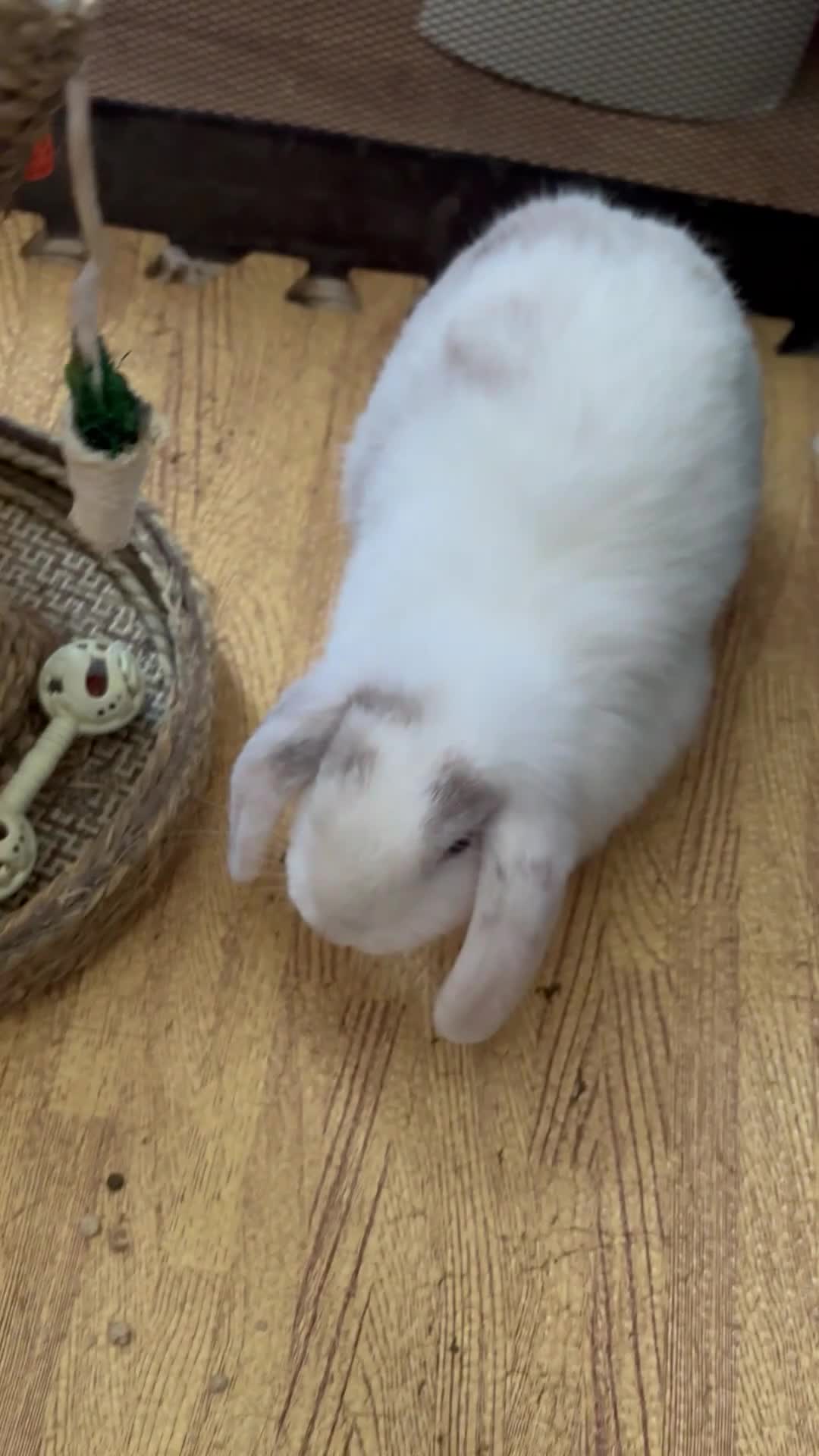 Mini Lop rabbits for sale: Mini Lop babies - 1 Doe left G2 RESERVED - Video 1