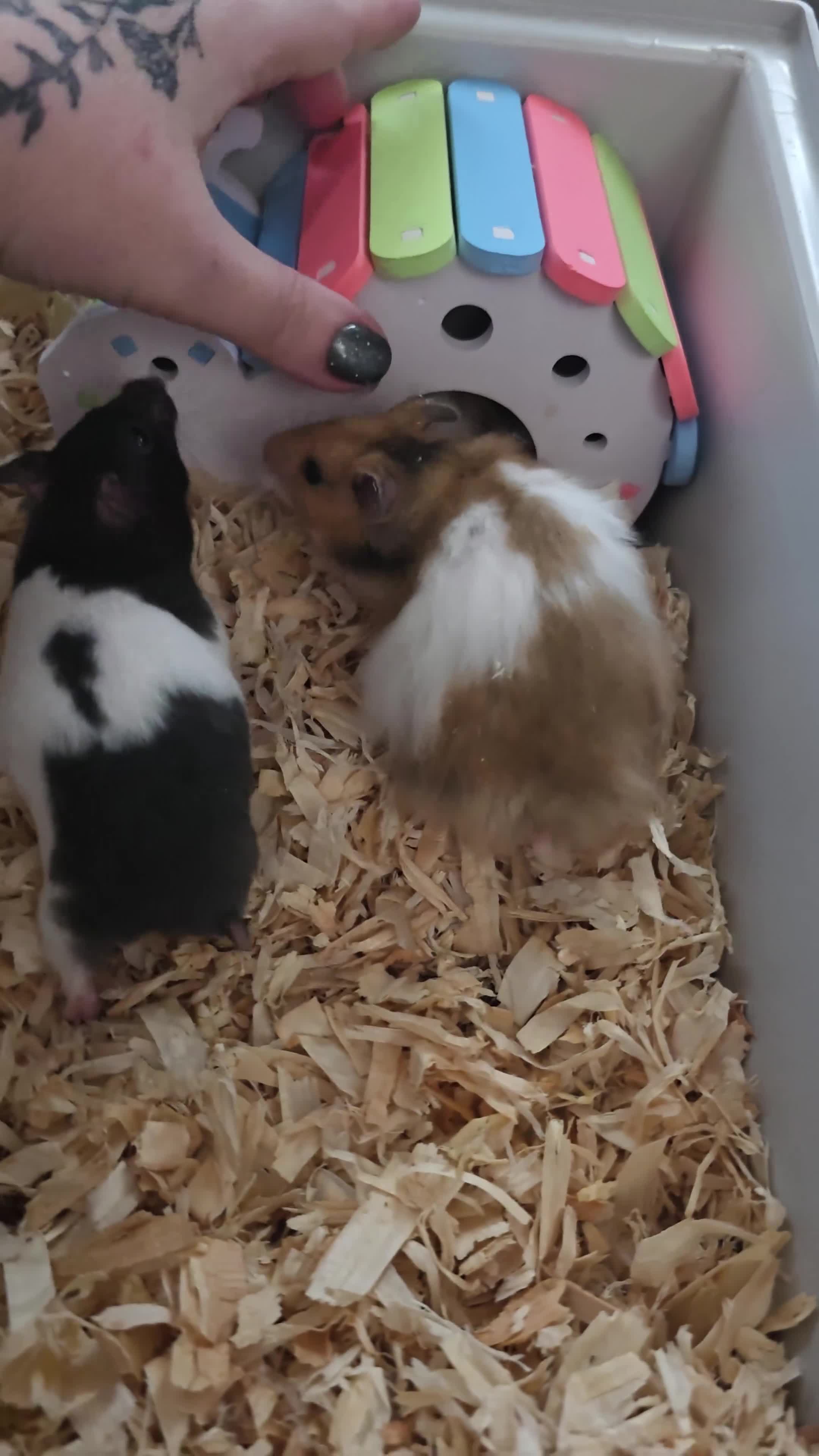 Hamster rodents for sale: Syrian hamsters various colours and genders - Video 1