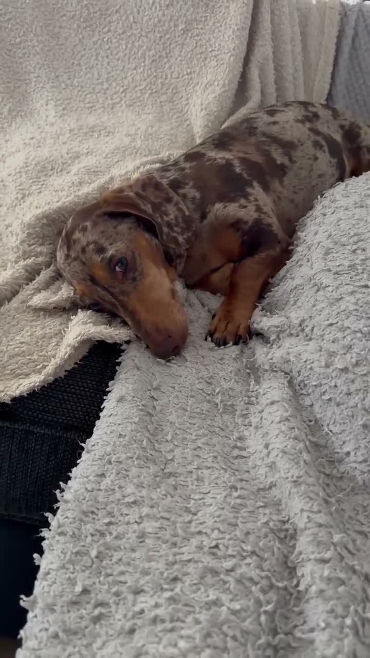 Mixed Breed dogs for sale: Jack bullshund - Video 3