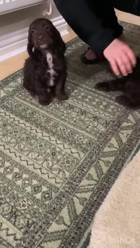 Miniature Poodle dogs for stud: KC registered Poodle proven stud - Video 1