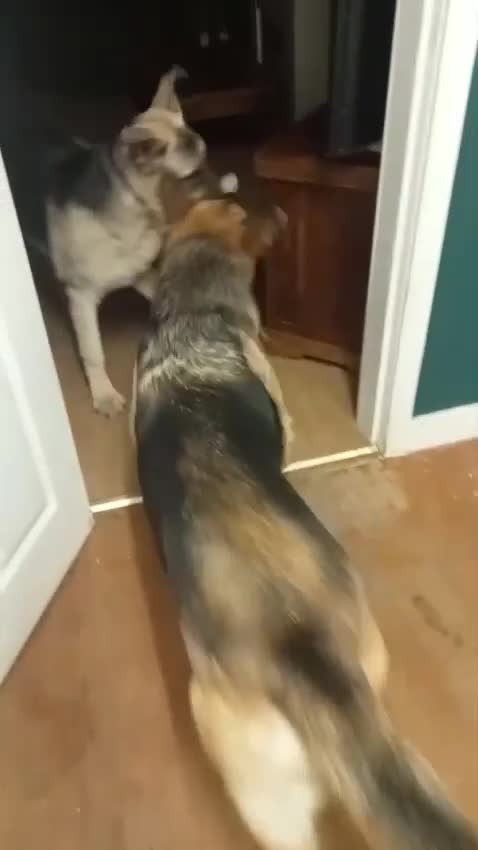 Mixed Breed dogs for adoption: Jessica stunning German Shepherd  - Video 2