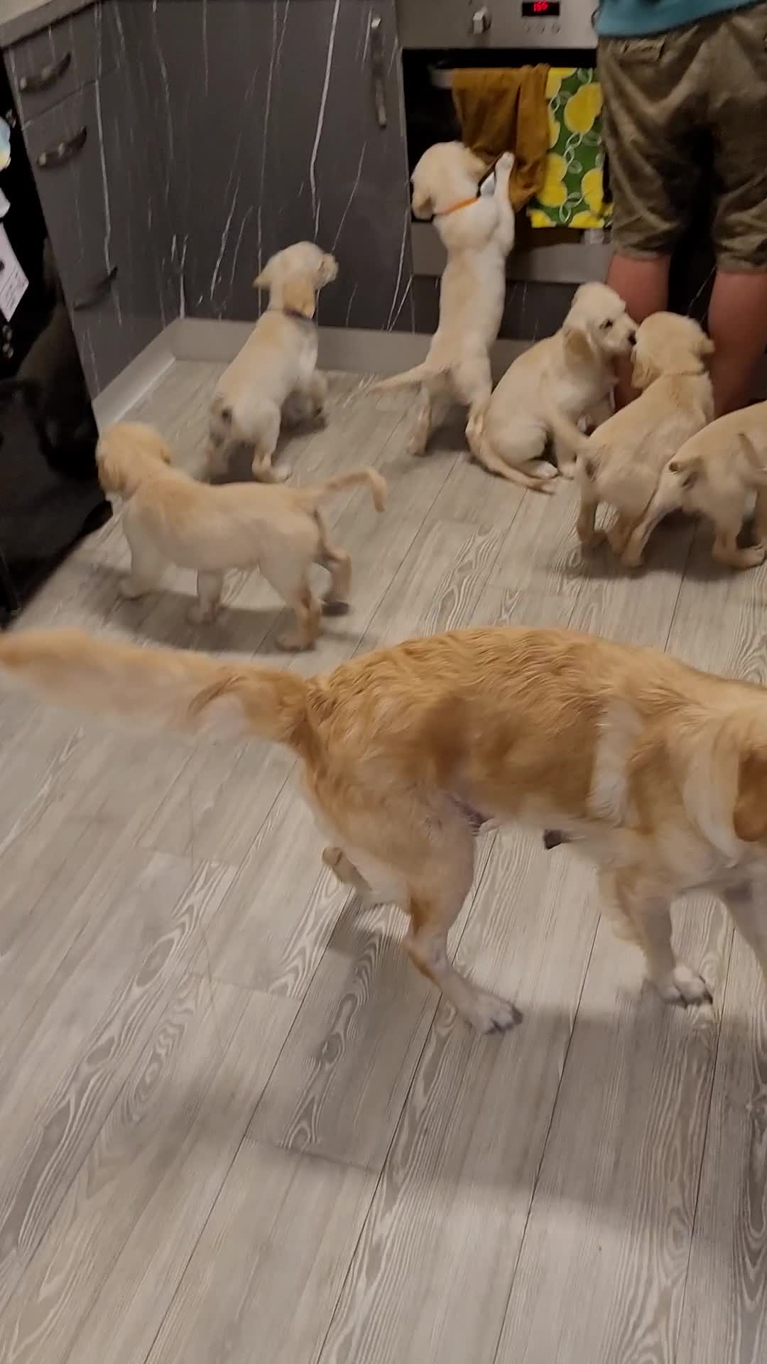 Golden Retriever dogs for sale: READY NOW Stunning Golden Retriever PUPPIES-3 LEFT - Video 3
