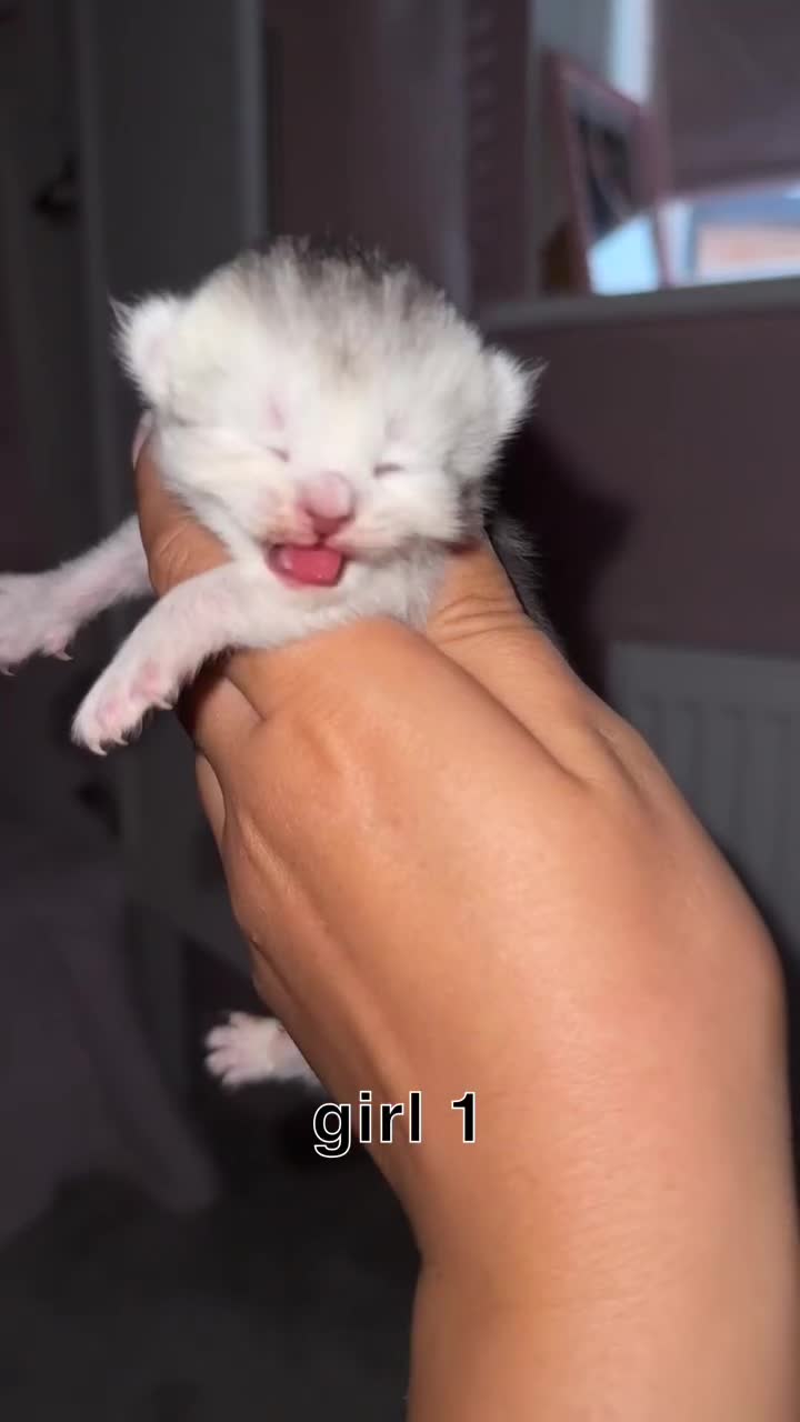 Scottish Fold cats for sale: 2 girl mixed scottish fold kittens  - Video 1