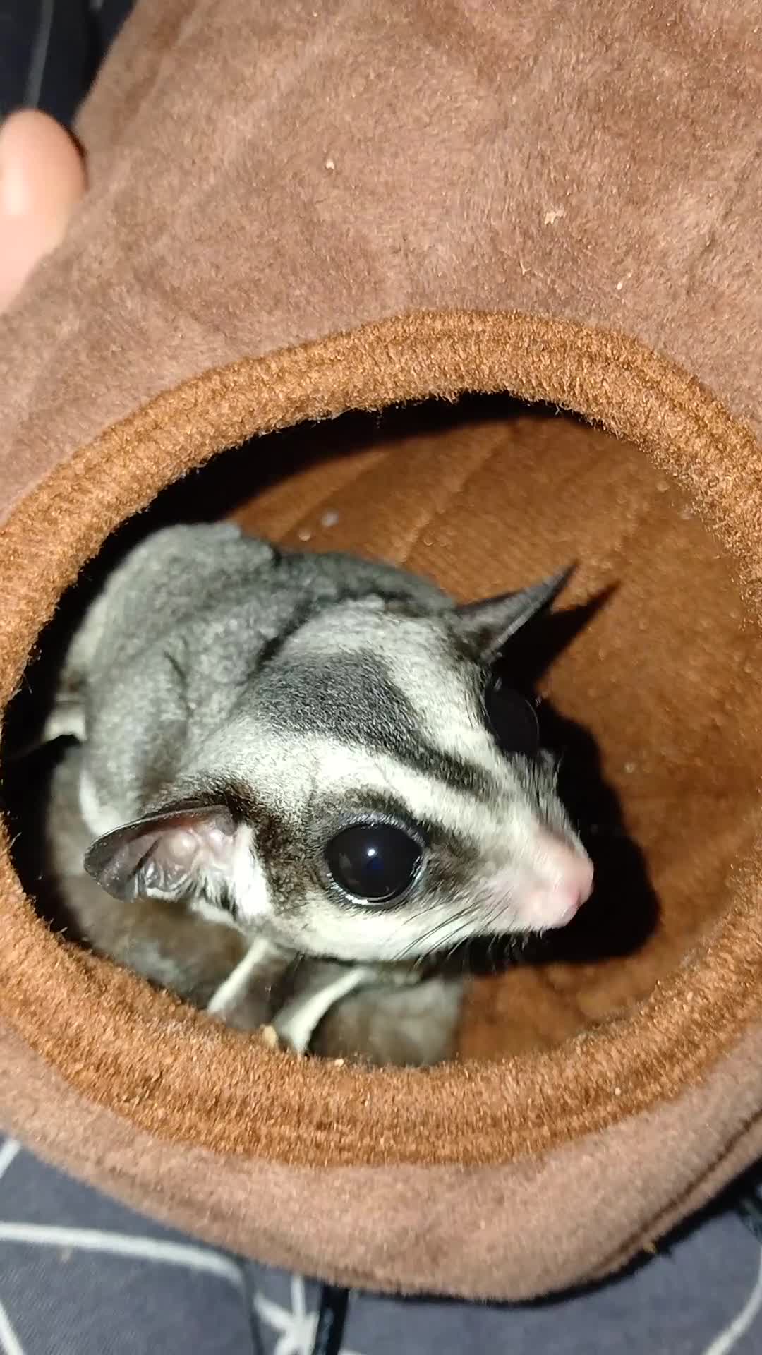 Sugar Glider rodents for sale: Bonded pair of gliders and in pouch joey  - Video 1