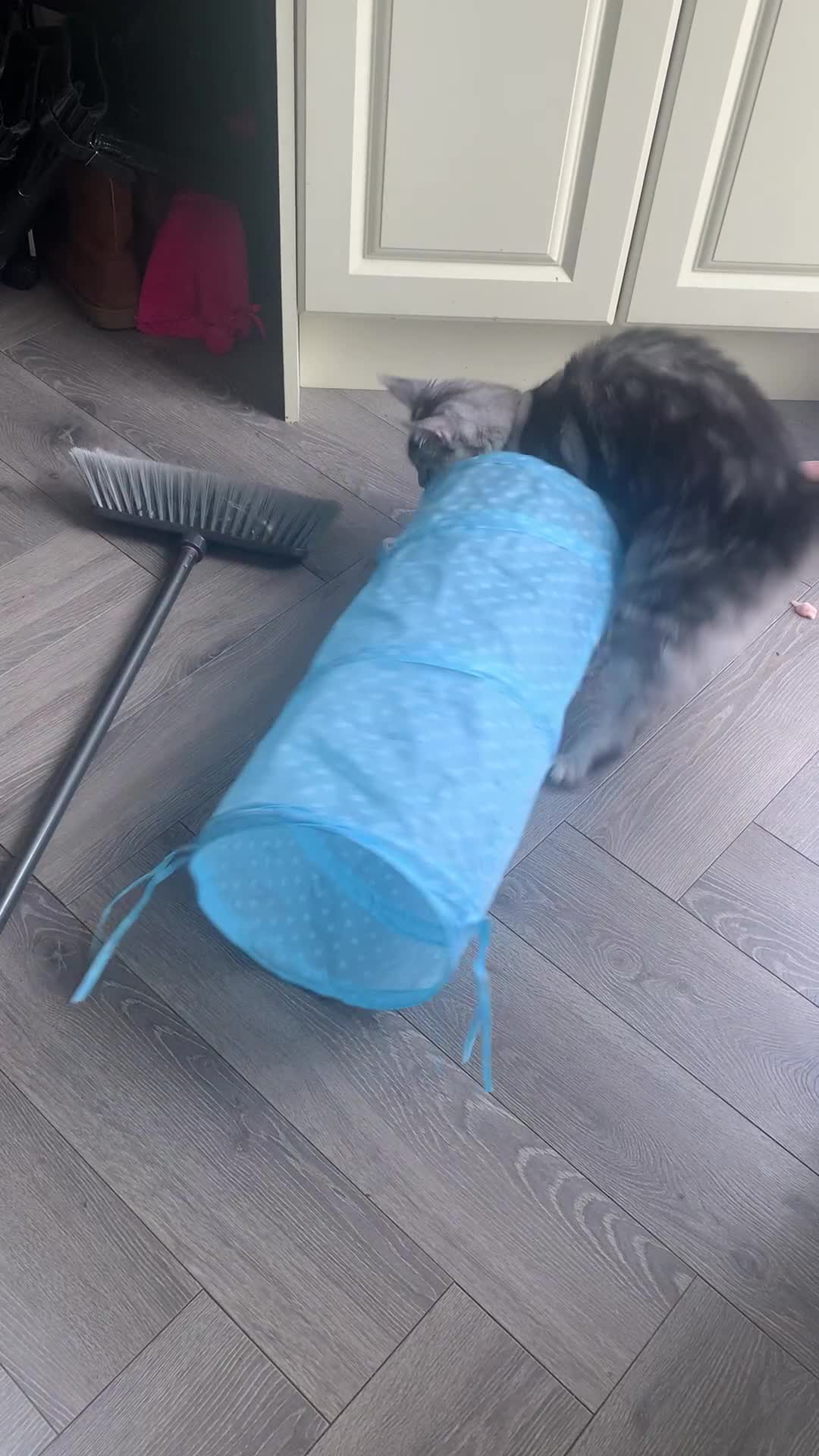 Maine Coon cats for sale: Beautiful 5 Year old Russian Zuki - Video 5