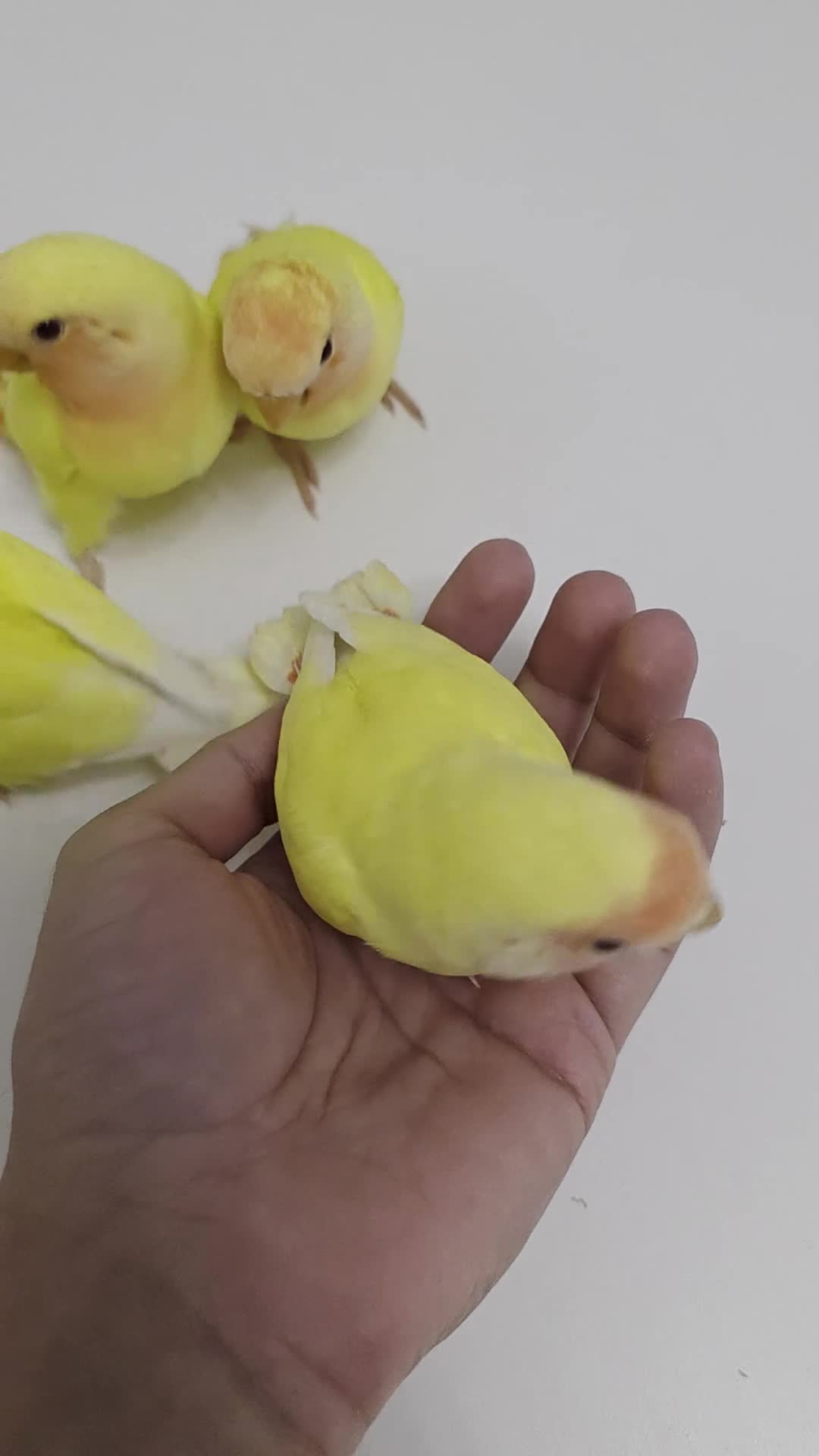 Lovebirds birds for sale: Super Tame, Hand-reared Baby Lovebirds - Video 1