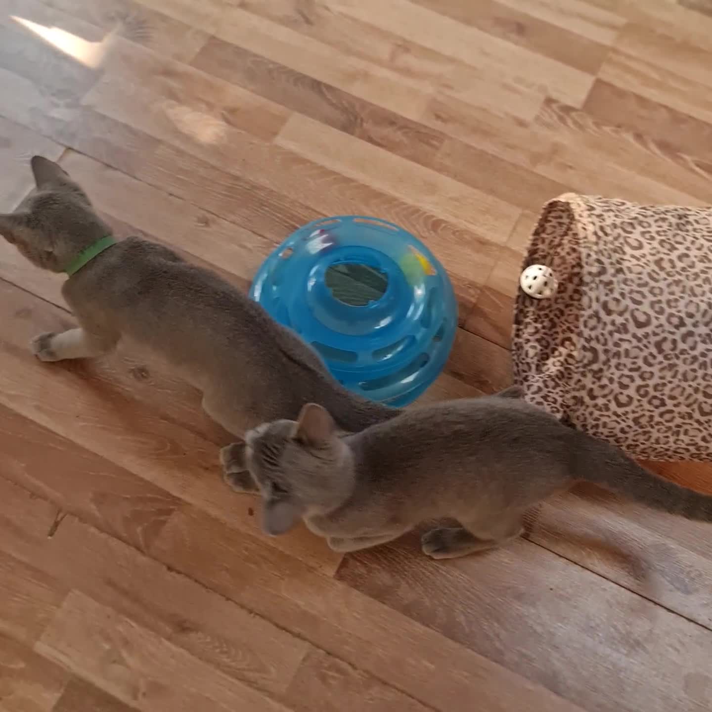 Russian Blue cats for sale: Pure Pedigree Russian blue kittens - Video 1