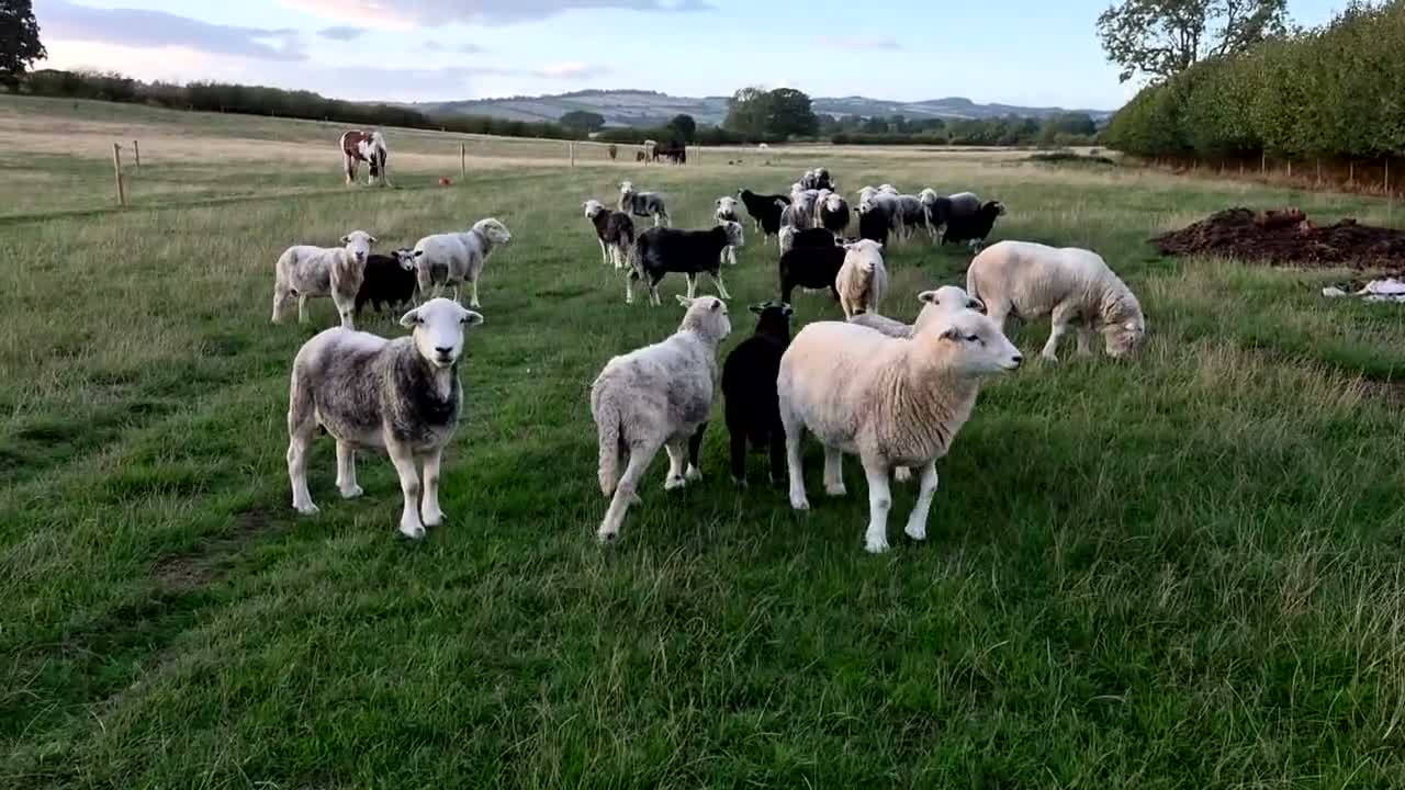 Sheep livestock for sale: Herdwick ewes and lambs for sale - Video 2