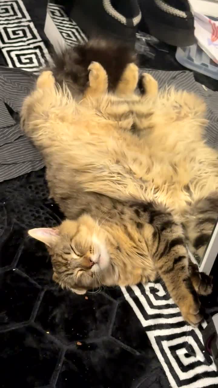 Maine Coon cats for sale: Maine coon cross female - Video 1