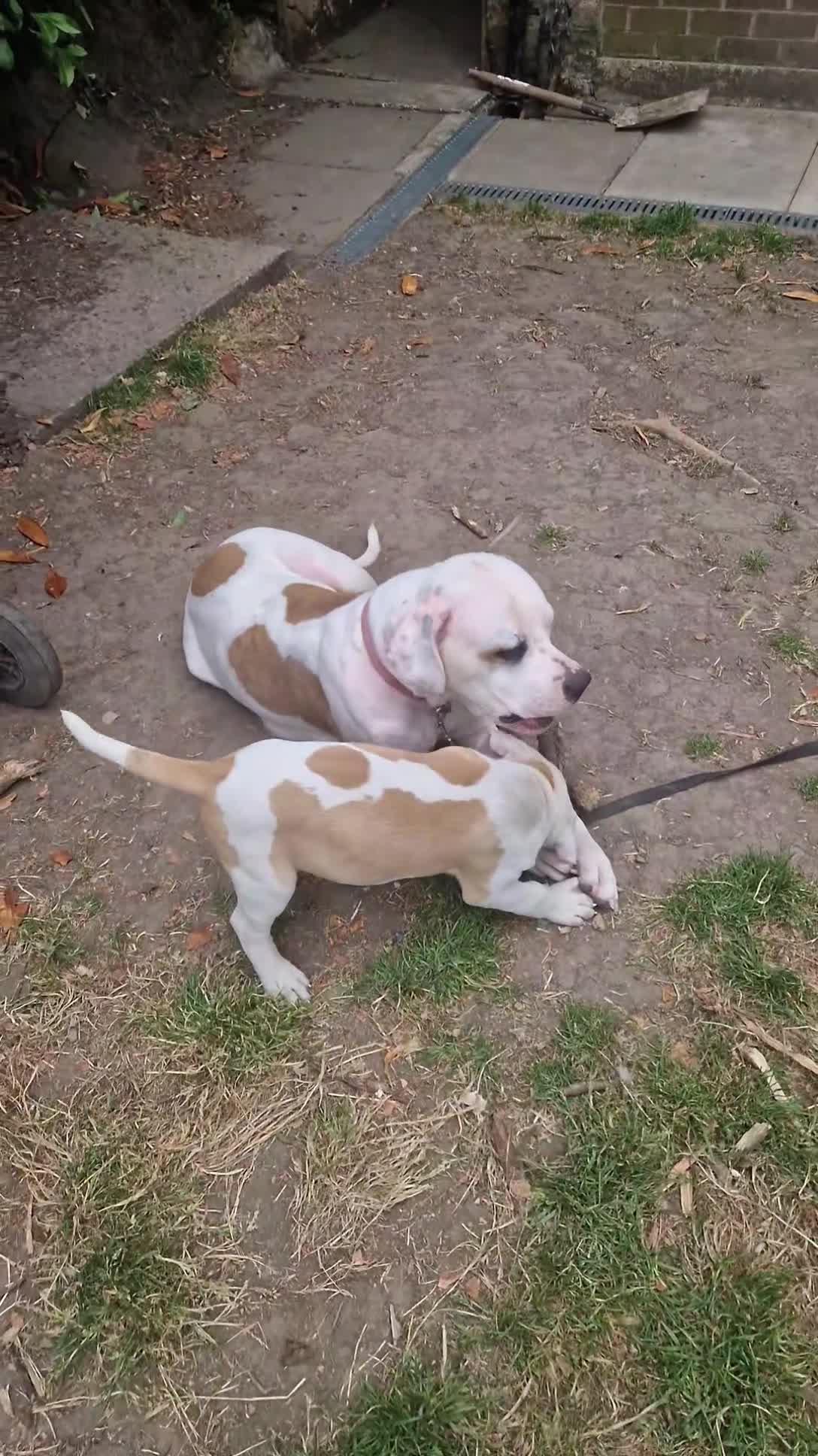 American Bulldog dogs for sale: My last baby boy - Video 1