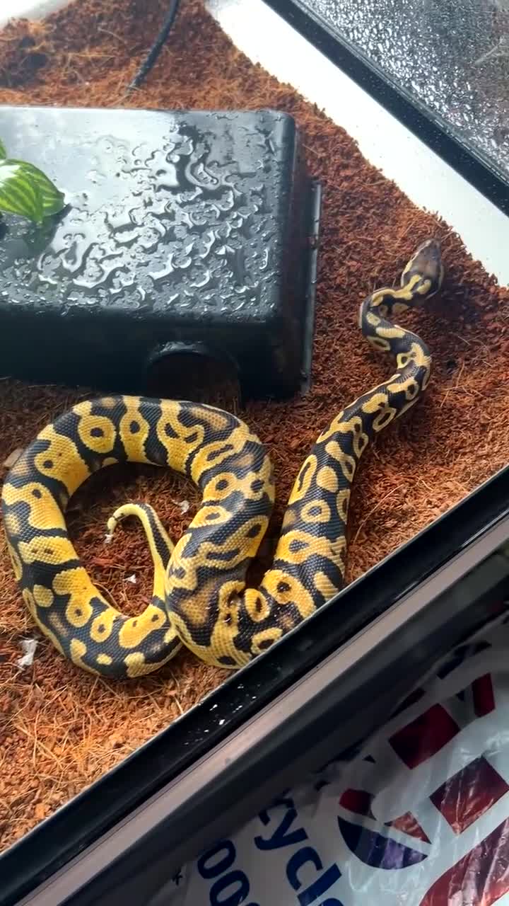 Python Snake reptiles for sale: Pastel ball python - Video 1