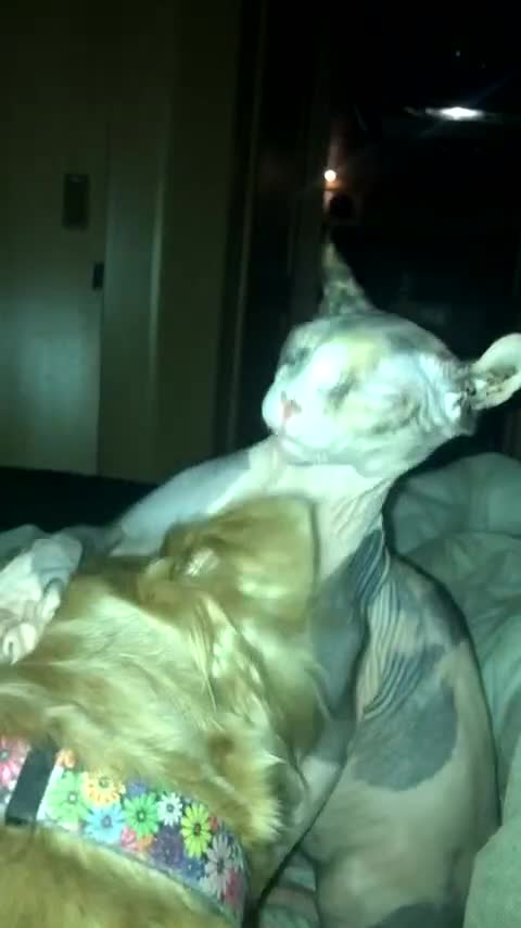 Sphynx cats for sale: RARE Dwelf Odd Eye Patterned Sphynx  - Video 1