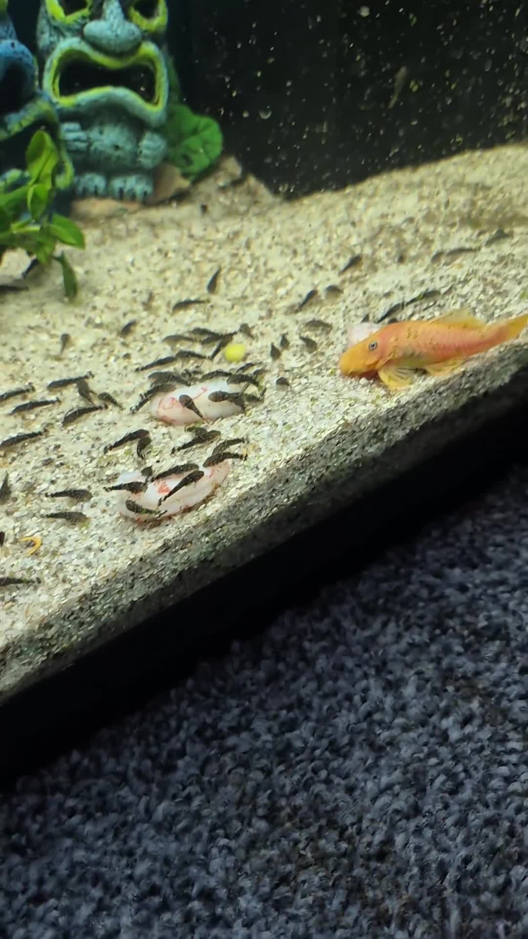 Plecos fish for sale: Brisal nose plecs  - Video 1