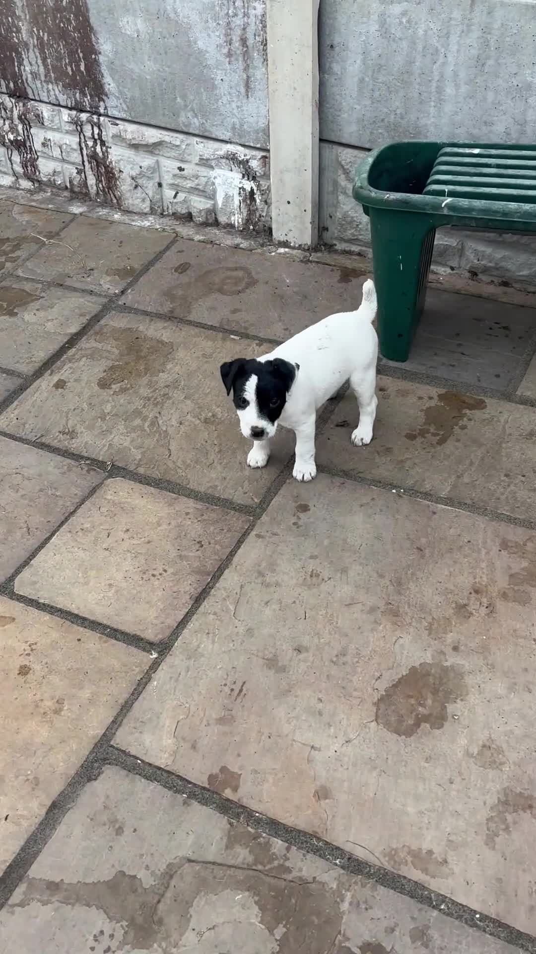 Jack Russell dogs for sale: Beautiful small Jack Russell bitches - Video 2