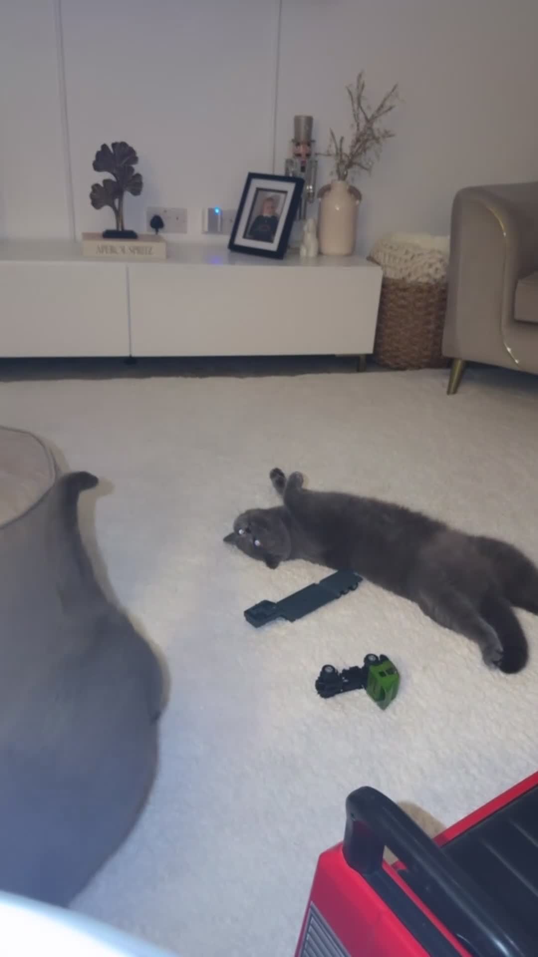 British Shorthair cats for sale: British Blue Shorthair cat - Video 2