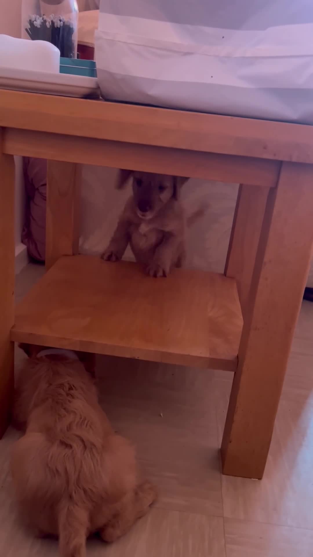 Cockapoo dogs for sale: Rare F1 apricot/ red fox DNA PRCD-PRA clear - Video 1