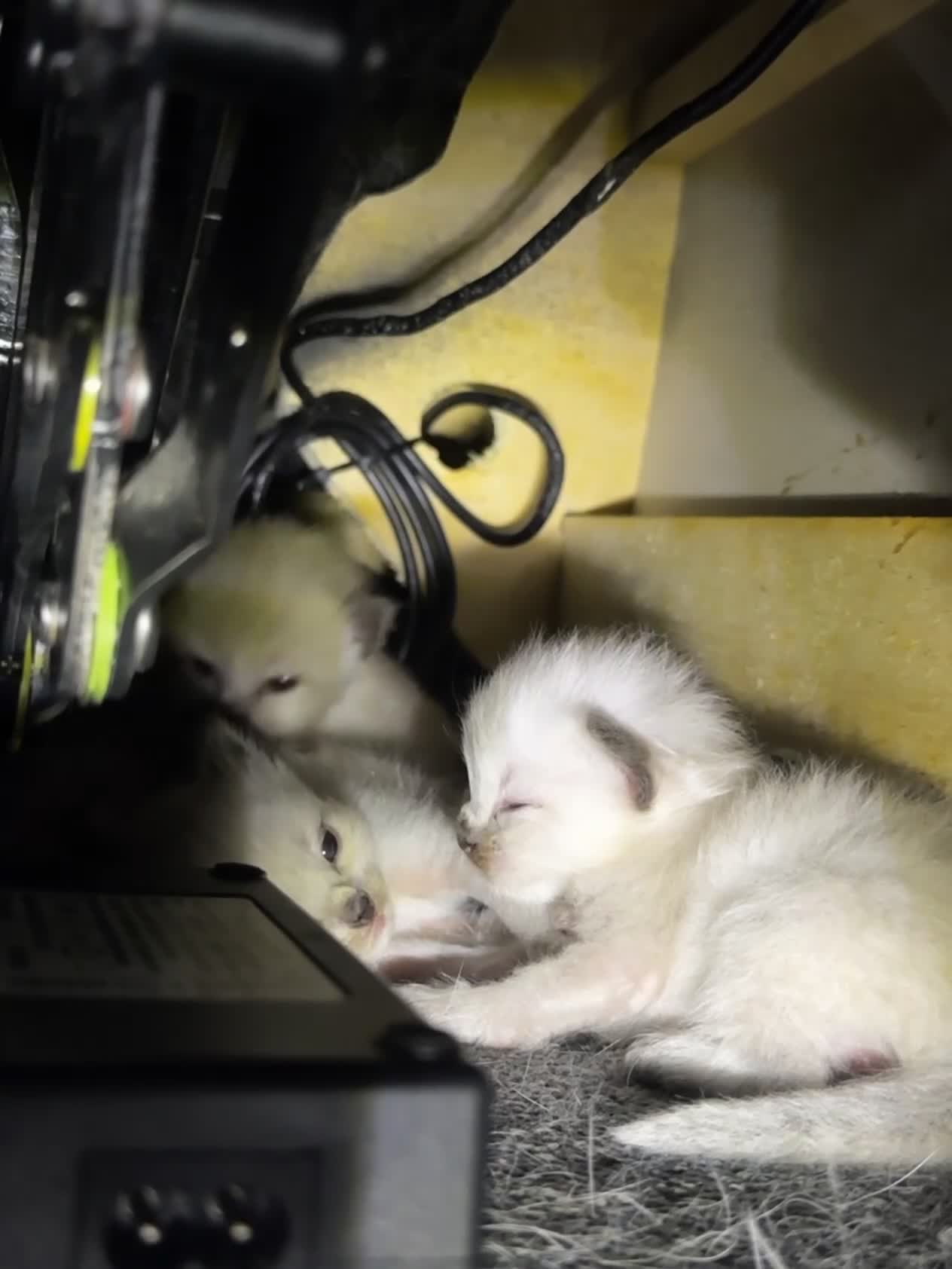Ragdoll cats for sale: 6th Generation* Purebreed Pedigree Ragdoll Kittens - Video 1