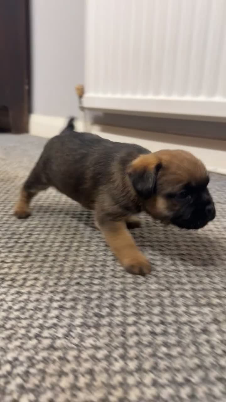 Border Terrier dogs for sale: KC Reg Border terrier pups - Video 1